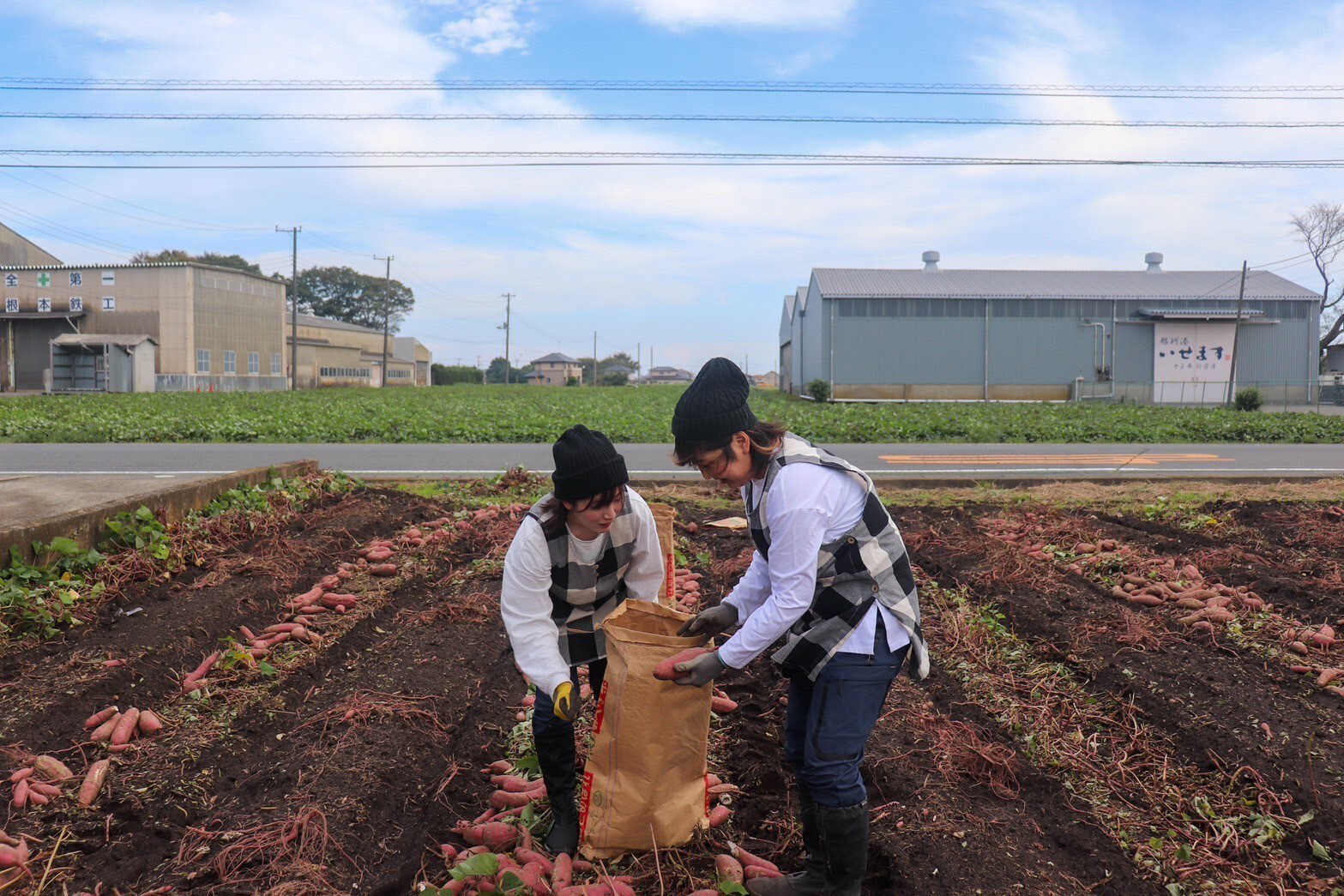 だるまやさんのほしいも｜丸干し｜天日干し