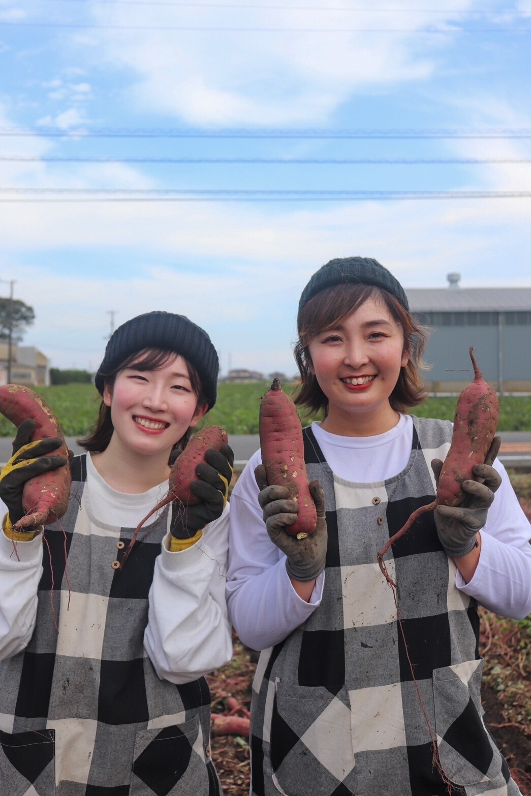 だるまやさんのほしいも｜丸干し｜天日干し