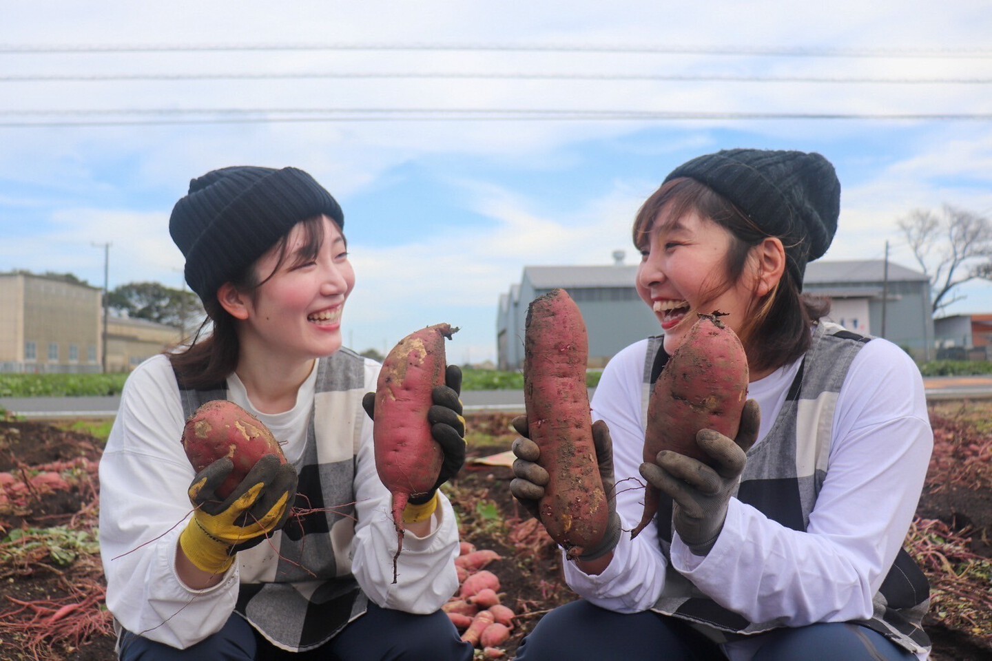 だるまやさんのほしいも｜丸干し｜天日干し