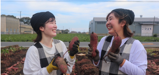 だるまやさんのほしいも｜丸干し｜天日干し